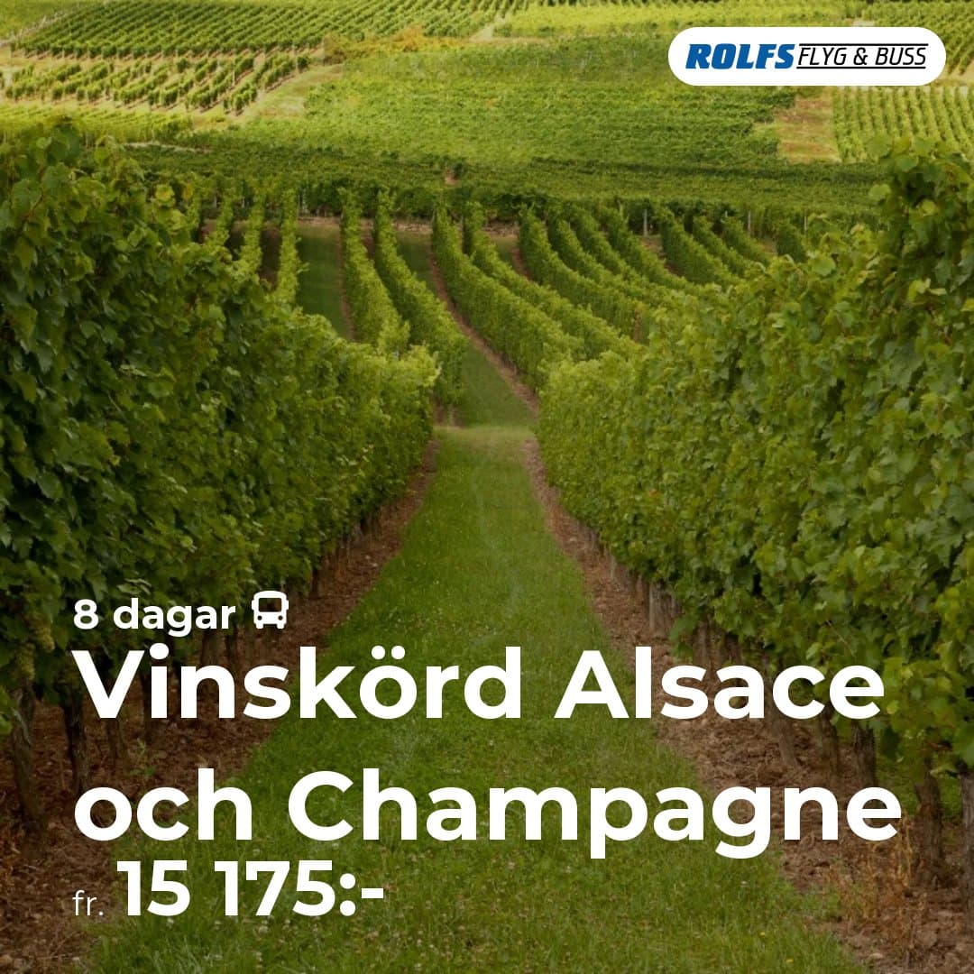 Vinskörd Alsace och Champagne